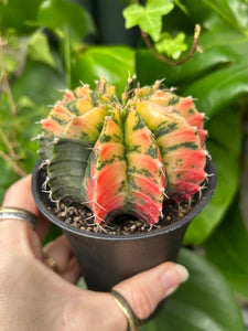 XL Gymnocalycium mihanovichii Variegata / Oriental Moon Cactus - 10cm Pot