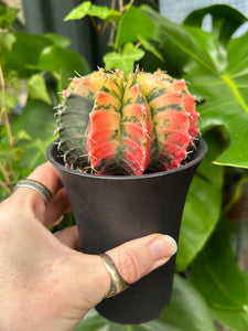 XL Gymnocalycium mihanovichii Variegata / Oriental Moon Cactus - 10cm Pot