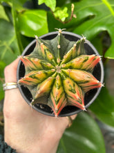 Load image into Gallery viewer, XL Gymnocalycium mihanovichii Variegata / Oriental Moon Cactus - 10cm Pot
