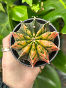 XL Gymnocalycium mihanovichii Variegata / Oriental Moon Cactus - 10cm Pot