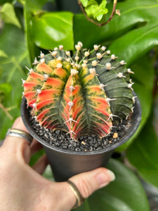 XL Gymnocalycium mihanovichii Variegata / Oriental Moon Cactus - 10cm Pot