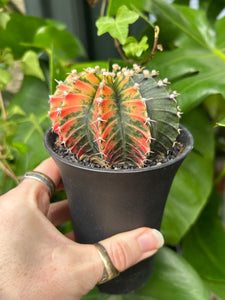 XL Gymnocalycium mihanovichii Variegata / Oriental Moon Cactus - 10cm Pot