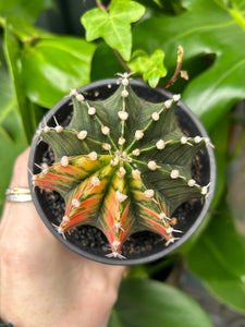 XL Gymnocalycium mihanovichii Variegata / Oriental Moon Cactus - 10cm Pot