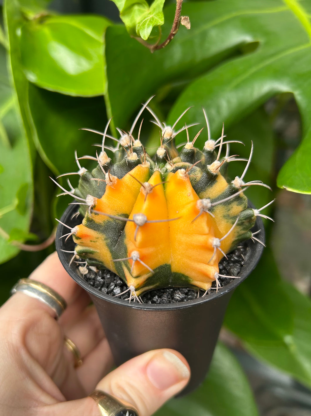 Gymnocalycium mihanovichii Variegata / Oriental Moon Cactus - 7.5cm Pot