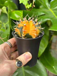 Gymnocalycium mihanovichii Variegata / Oriental Moon Cactus - 7.5cm Pot