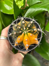 Load image into Gallery viewer, Gymnocalycium mihanovichii Variegata / Oriental Moon Cactus - 7.5cm Pot
