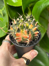 Load image into Gallery viewer, Gymnocalycium mihanovichii Variegata / Oriental Moon Cactus - 7.5cm Pot
