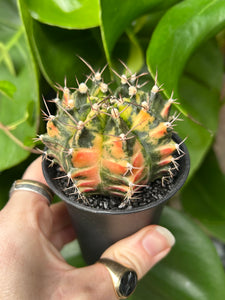 Gymnocalycium mihanovichii Variegata / Oriental Moon Cactus - 7.5cm Pot