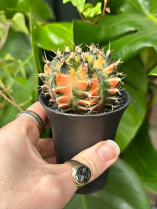 Gymnocalycium mihanovichii Variegata / Oriental Moon Cactus - 7.5cm Pot