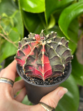 Load image into Gallery viewer, Gymnocalycium mihanovichii Variegata / Oriental Moon Cactus - 7.5cm Pot
