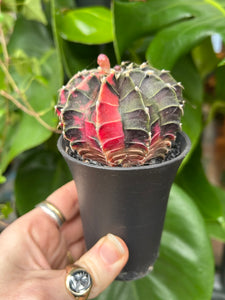 Gymnocalycium mihanovichii Variegata / Oriental Moon Cactus - 7.5cm Pot