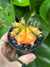 Load image into Gallery viewer, Gymnocalycium mihanovichii Variegata / Oriental Moon Cactus - 7.5cm Pot
