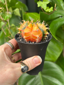 Gymnocalycium mihanovichii Variegata / Oriental Moon Cactus - 7.5cm Pot