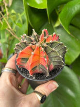 Load image into Gallery viewer, Gymnocalycium mihanovichii Variegata / Oriental Moon Cactus - 7.5cm Pot
