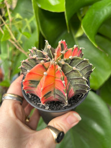 Gymnocalycium mihanovichii Variegata / Oriental Moon Cactus - 7.5cm Pot