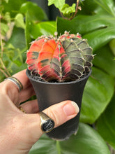 Load image into Gallery viewer, Gymnocalycium mihanovichii Variegata / Oriental Moon Cactus - 7.5cm Pot
