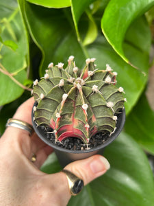 Gymnocalycium mihanovichii Variegata / Oriental Moon Cactus - 7.5cm Pot