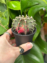 Load image into Gallery viewer, Gymnocalycium mihanovichii Variegata / Oriental Moon Cactus - 7.5cm Pot
