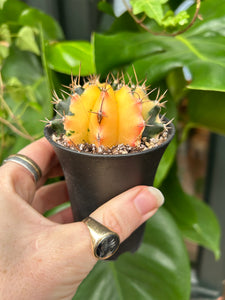 Gymnocalycium mihanovichii Variegata / Oriental Moon Cactus - 7.5cm Pot