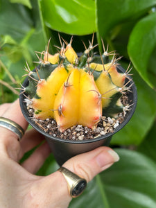 Gymnocalycium mihanovichii Variegata / Oriental Moon Cactus - 7.5cm Pot