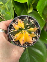 Load image into Gallery viewer, Gymnocalycium mihanovichii Variegata / Oriental Moon Cactus - 7.5cm Pot
