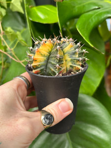 Gymnocalycium mihanovichii Variegata / Oriental Moon Cactus - 7.5cm Pot