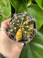 Load image into Gallery viewer, Gymnocalycium mihanovichii Variegata / Oriental Moon Cactus - 7.5cm Pot
