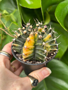 Gymnocalycium mihanovichii Variegata / Oriental Moon Cactus - 7.5cm Pot