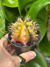 Load image into Gallery viewer, Gymnocalycium mihanovichii Variegata / Oriental Moon Cactus - 7.5cm Pot
