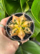 Load image into Gallery viewer, Gymnocalycium mihanovichii Variegata / Oriental Moon Cactus - 7.5cm Pot
