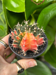 Gymnocalycium mihanovichii Variegata / Oriental Moon Cactus - 7.5cm Pot