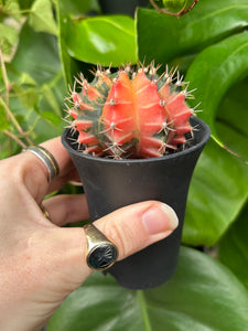 Gymnocalycium mihanovichii Variegata / Oriental Moon Cactus - 7.5cm Pot