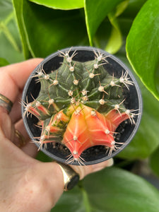 Gymnocalycium mihanovichii Variegata / Oriental Moon Cactus - 7.5cm Pot