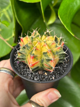 Load image into Gallery viewer, Gymnocalycium mihanovichii Variegata / Oriental Moon Cactus - 7.5cm Pot
