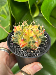 Gymnocalycium mihanovichii Variegata / Oriental Moon Cactus - 7.5cm Pot