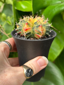 Gymnocalycium mihanovichii Variegata / Oriental Moon Cactus - 7.5cm Pot