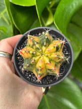 Load image into Gallery viewer, Gymnocalycium mihanovichii Variegata / Oriental Moon Cactus - 7.5cm Pot
