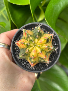 Gymnocalycium mihanovichii Variegata / Oriental Moon Cactus - 7.5cm Pot