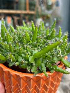 Hylocereus undatus / Dragon Fruit