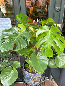 Monstera deliciosa / Cheese Plant - 24cm pot - *Local Delivery or Local Pick Up Only*