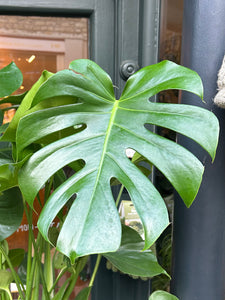 Monstera deliciosa / Cheese Plant - 24cm pot - *Local Delivery or Local Pick Up Only*