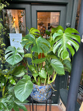 Load image into Gallery viewer, Monstera deliciosa / Cheese Plant - 24cm pot - *Local Delivery or Local Pick Up Only*
