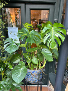 Monstera deliciosa / Cheese Plant - 24cm pot - *Local Delivery or Local Pick Up Only*