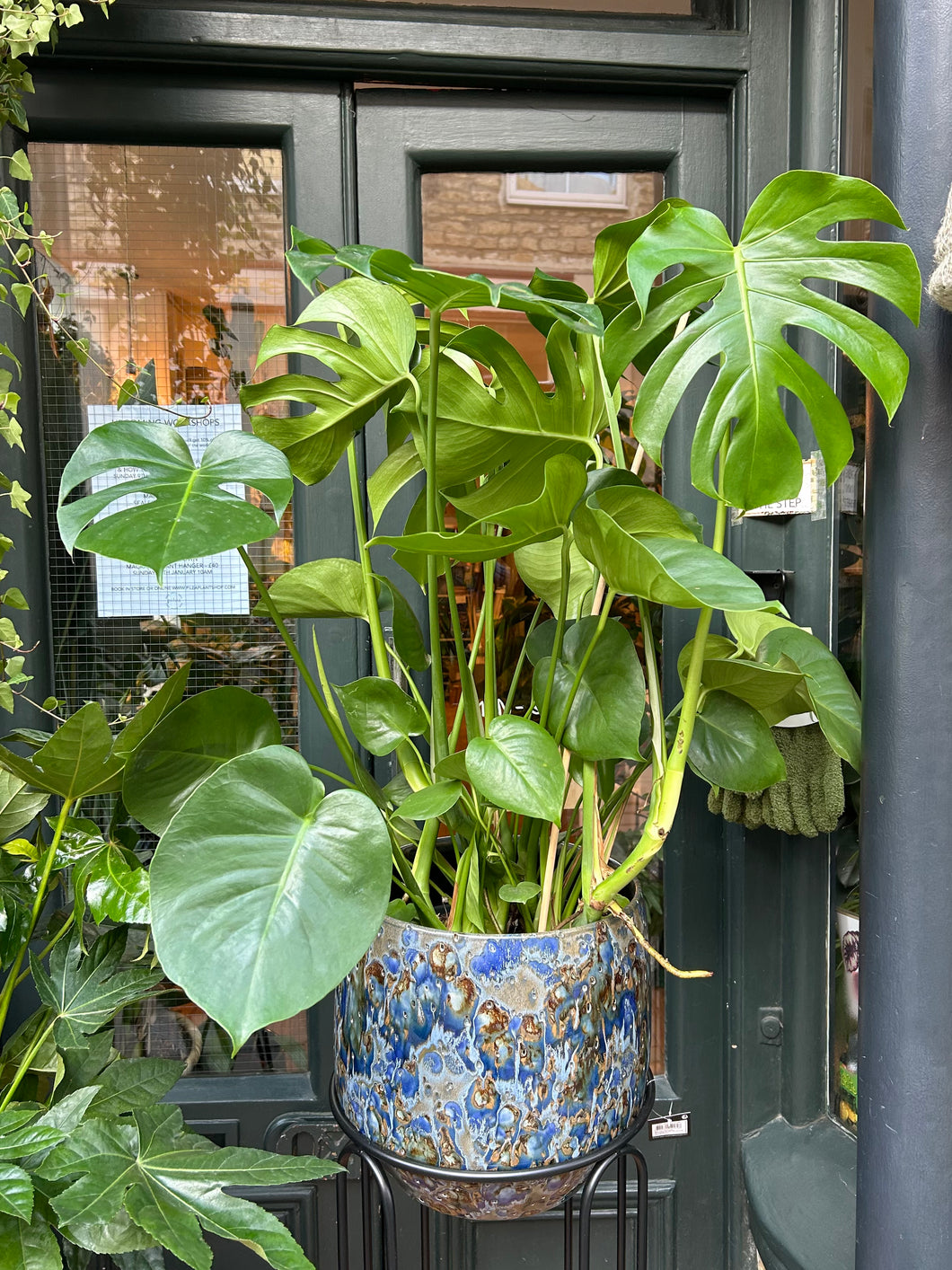 Monstera deliciosa / Cheese Plant - 24cm pot - *Local Delivery or Local Pick Up Only*