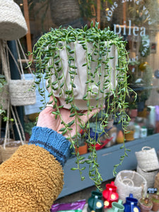 Senecio herreianus / String of Beads