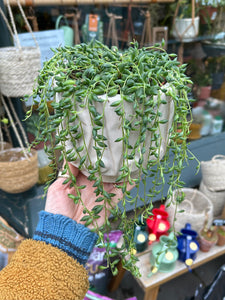 Senecio herreianus / String of Beads