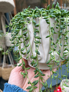 Senecio herreianus / String of Beads