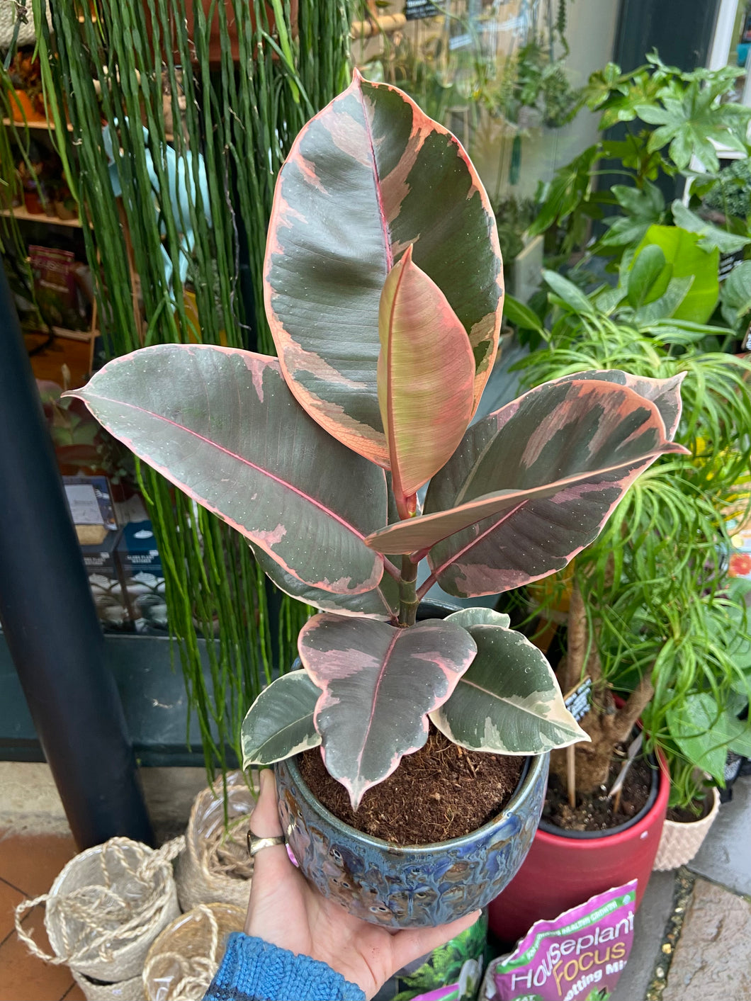 Ficus elastica Belize - Variegated Rubber Plant