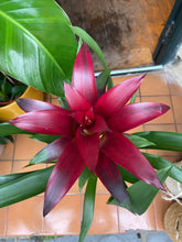 Load image into Gallery viewer, Guzmania nextara - Bromeliad
