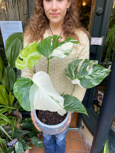 Monstera deliciosa Variegata - Variegated Cheese Plant